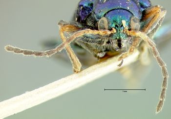 Media type: image;   Entomology 33873 Aspect: head frontal view